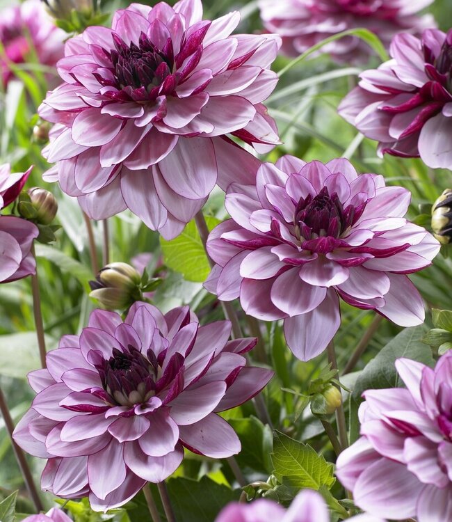Dahlia Creme de Cassis