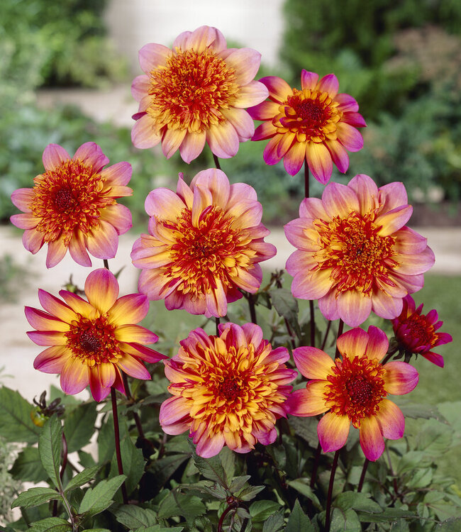 Dahlia Floorinoor