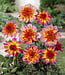 Dahlia Floorinoor
