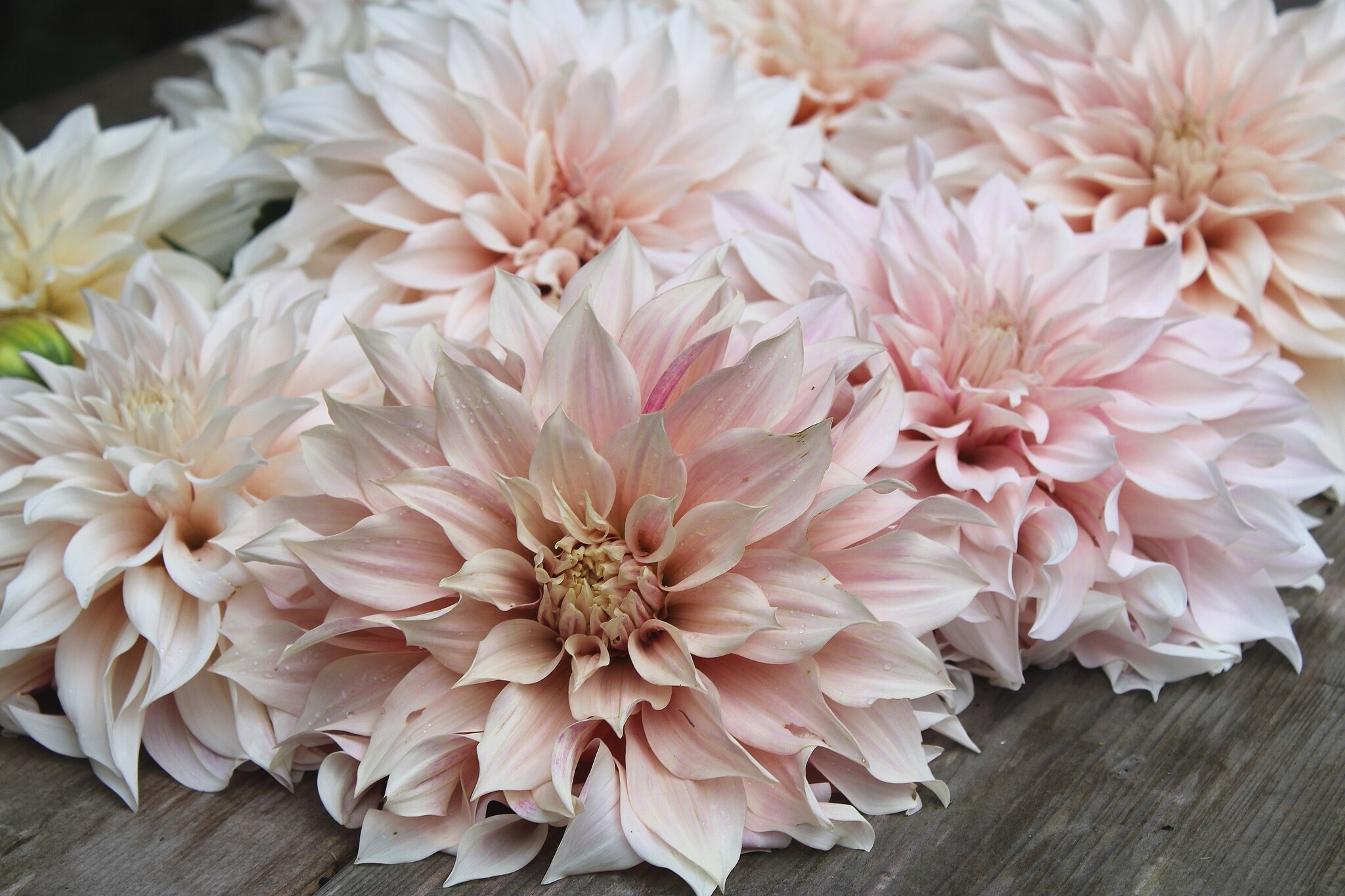 Alle dahlia's