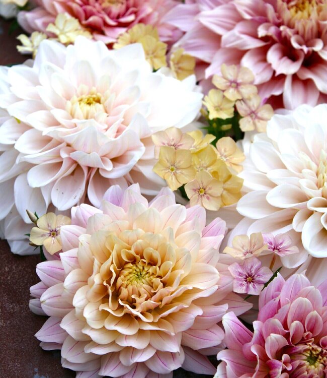 Daniella’s Treasure