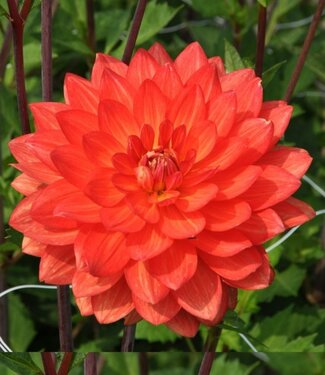 Dahlia Shep's Memory