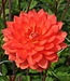 Dahlia Shep's Memory