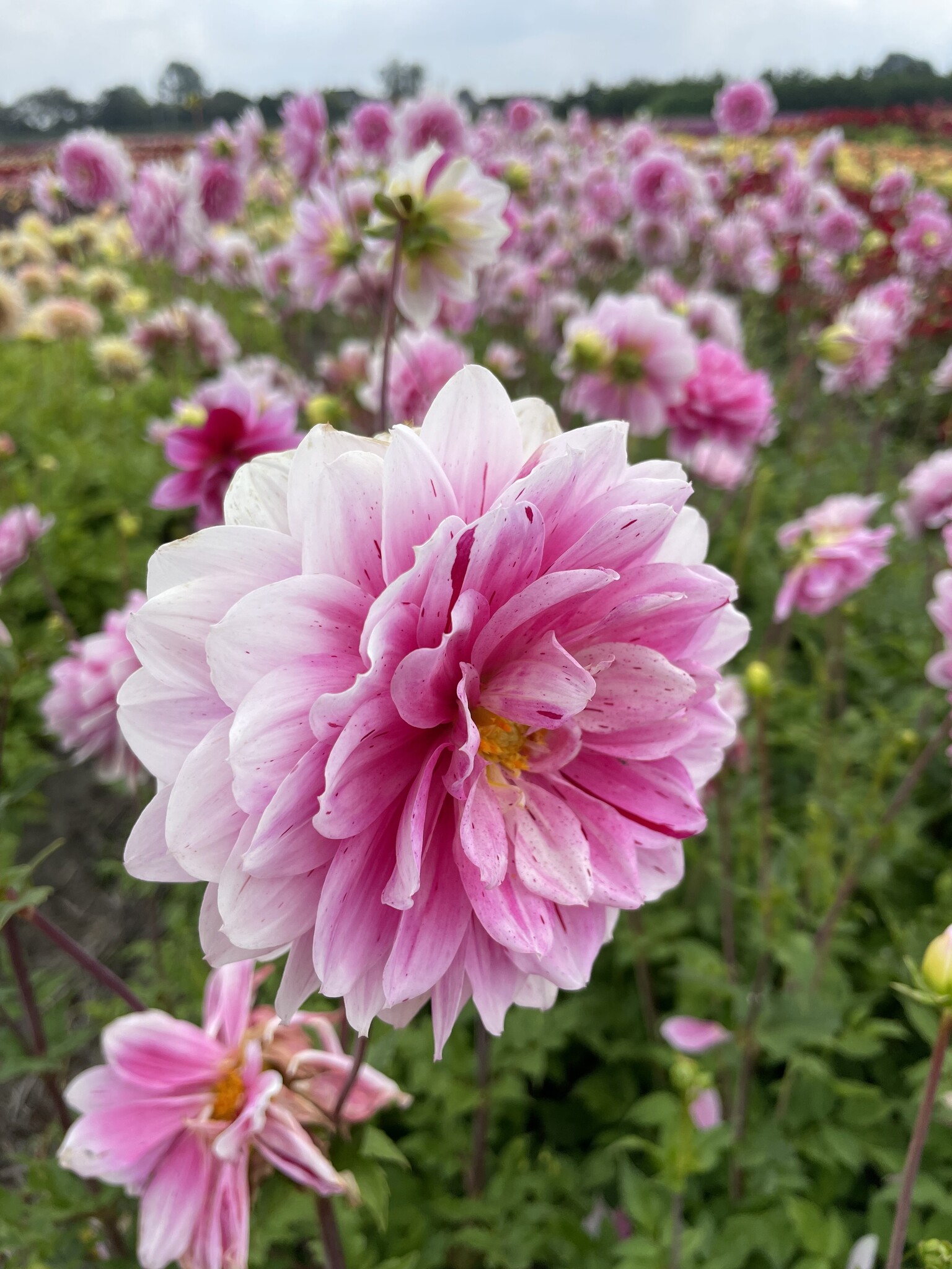 Roze dahlia's