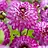 Purple dahlias