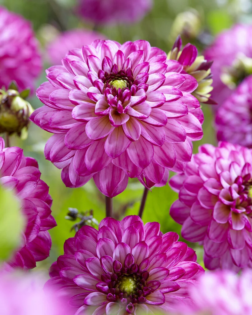 Paarse dahlia's