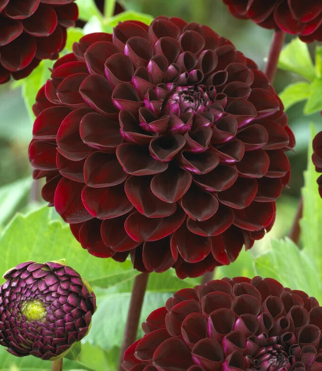 Red dahlias