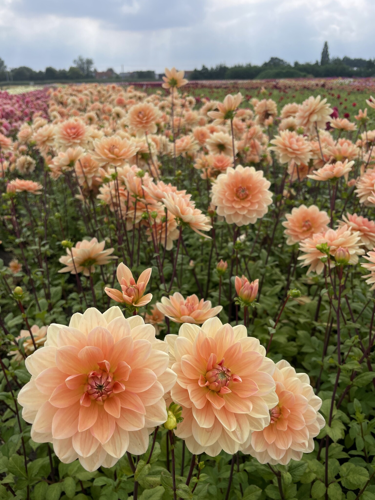 Orange dahlias