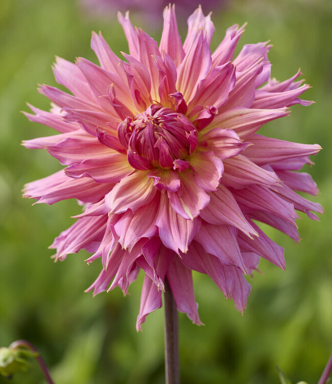 Dahlia Omega