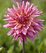 Dahlia Omega
