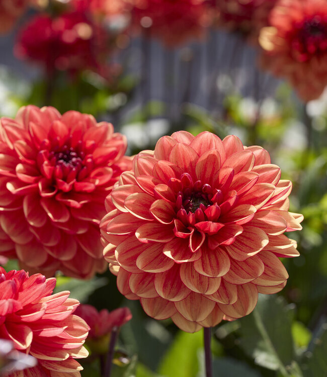 Dahlia Glossy Miraza