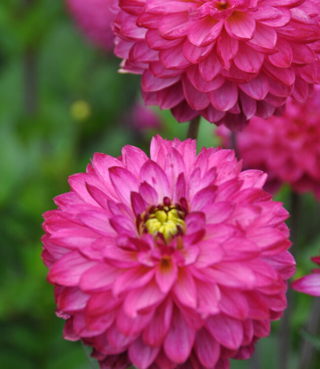 Dahlia Romantica
