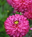 Dahlia Romantica