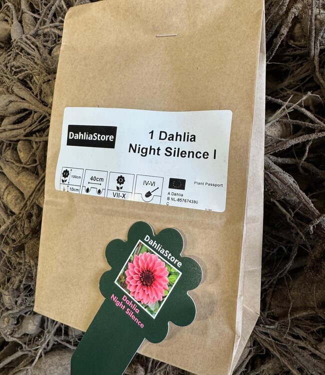 Dahlia Night Silence