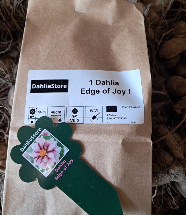 Dahlia Edge of Joy