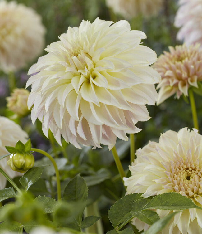 Dahlia Ka's Champagne
