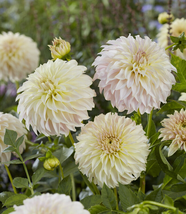 Dahlia Ka's Champagne
