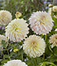 Dahlia Ka's Champagne