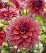 Dahlia American Dawn
