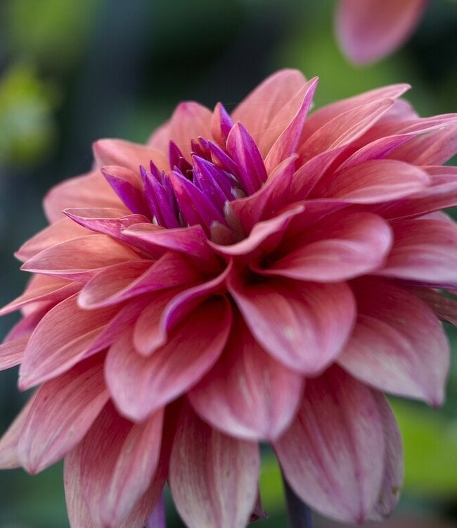 Dahlia American Dawn