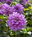 Dahlia Bluetiful