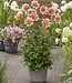 Dahlia Rhubarb and Custard
