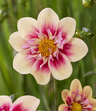 Dahlia Rhubarb and Custard