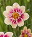 Dahlia Rhubarb and Custard