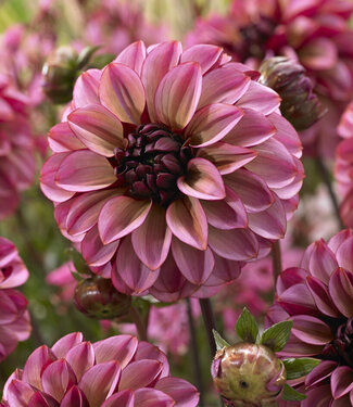 Dahlia Seniors Hope