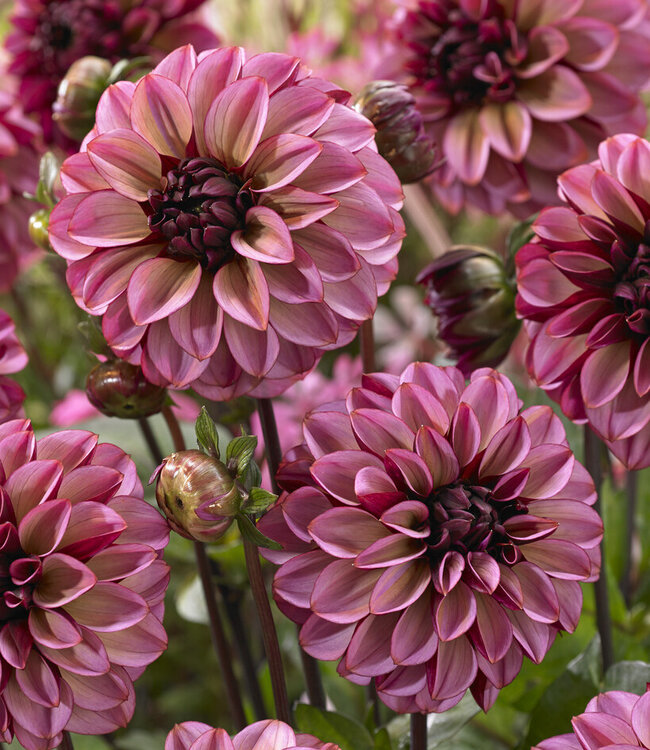 Dahlia Seniors Hope