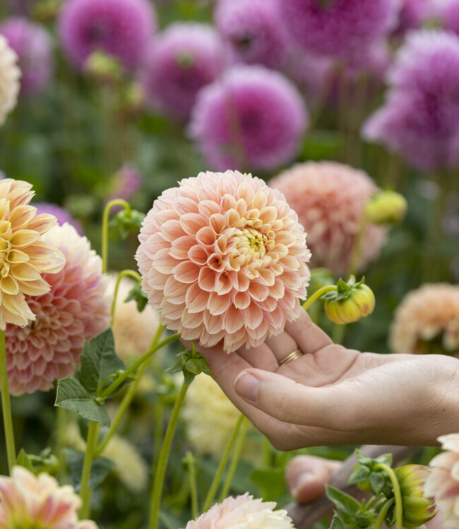 Dahlia Sweet Suzanne