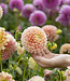 Dahlia Sweet Suzanne