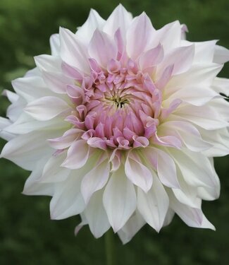 Dahlia Bloomquist Compare