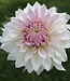 Dahlia Bloomquist Compare