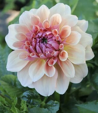 Dahlia West Coast
