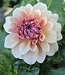 Dahlia West Coast