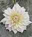 Dahlia Ka's Mocha Maya