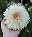 Dahlia Ka's Champagne
