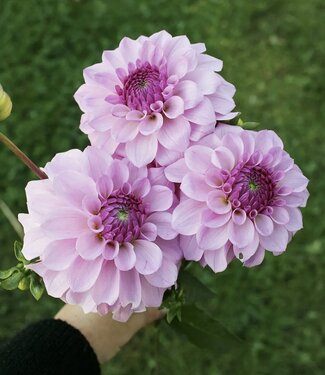 Dahlia Fleurano's Violet Kiss
