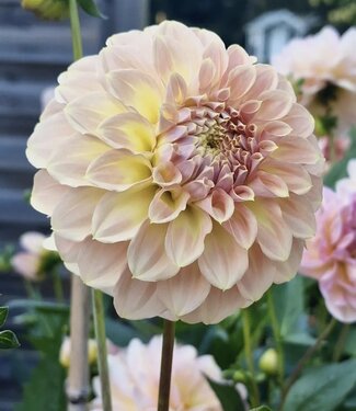 Dahlia Coorabell Astrid