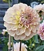 Dahlia Coorabell Astrid