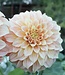 Dahlia Bracken Sarah
