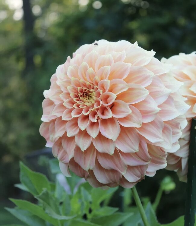 Dahlia Bracken Sarah
