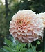 Dahlia Bracken Sarah