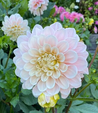 Dahlia Sweet Nathalie