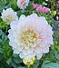 Dahlia Sweet Nathalie