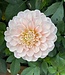 Dahlia Sweet Nathalie