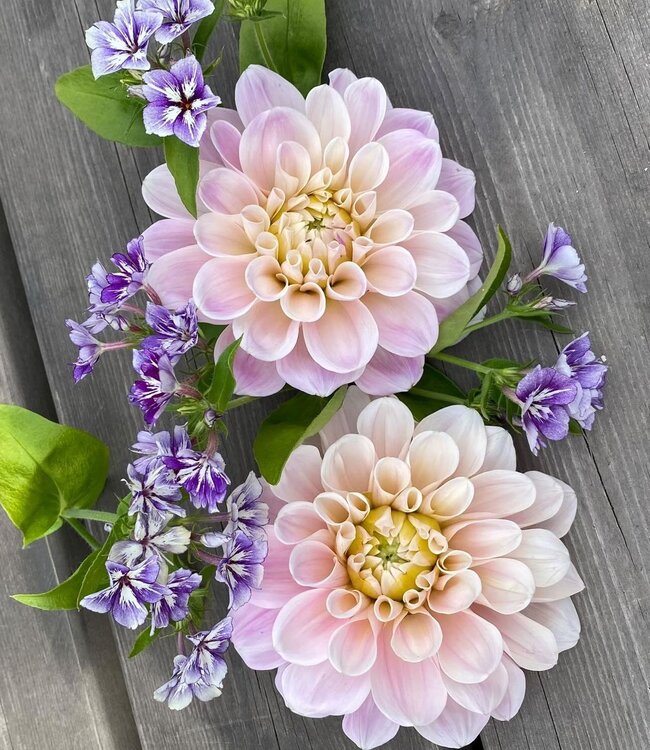 Dahlia Sweet Nathalie