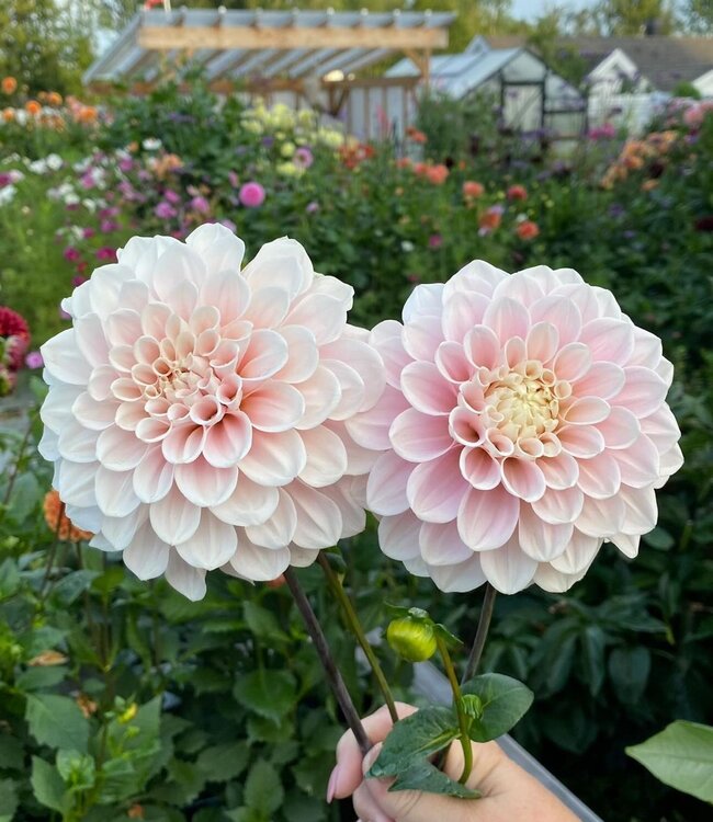 Dahlia Sweet Nathalie