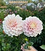 Dahlia Sweet Nathalie